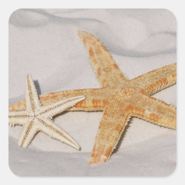 Starfish Sticker (Front)