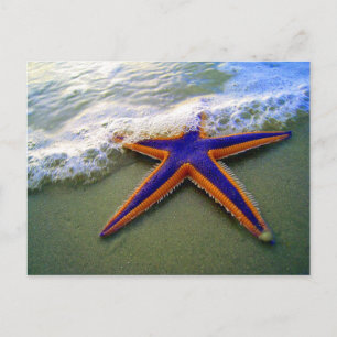 Starfish Tropical Sandy Beach Sea Wave Postcard