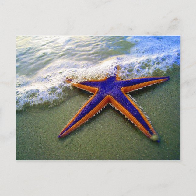 Starfish Tropical Sandy Beach Sea Wave Postcard (Front)