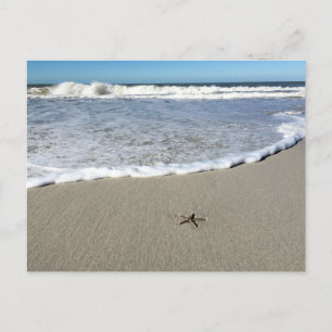 Starfish waiting for the waves postcard