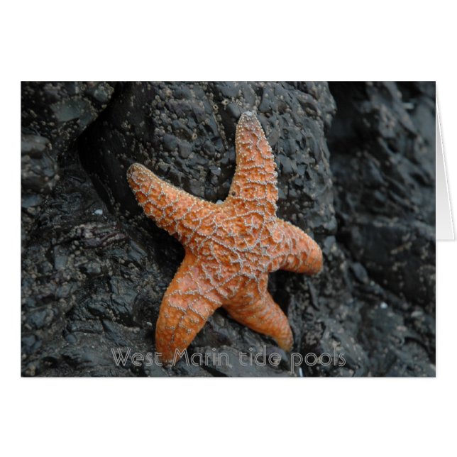 Starfish, West Marin tide pools (Front Horizontal)