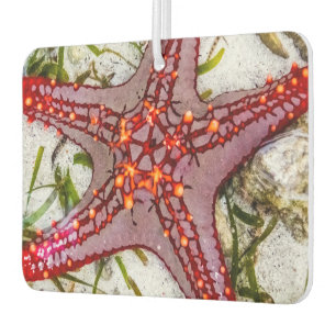 Starfish, Zanzibar, Tanzania Car Air Freshener
