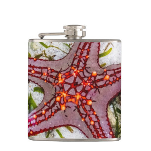 Starfish, Zanzibar, Tanzania Hip Flask