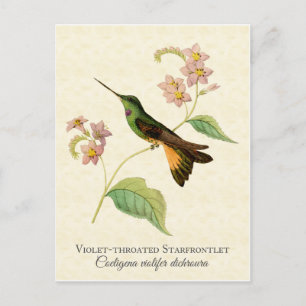 Starfrontlet Hummingbird Art Postcard