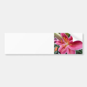 Stargazer Bumper Sticker