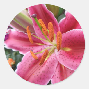 Stargazer Classic Round Sticker