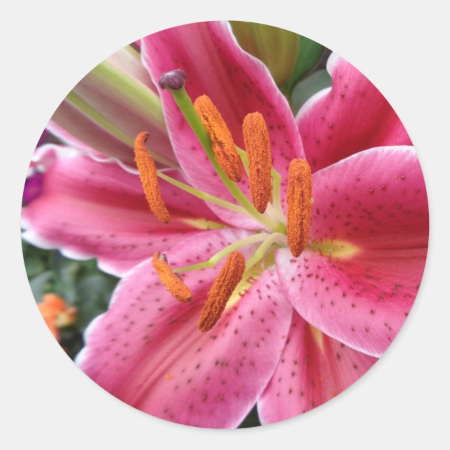 Stargazer Classic Round Sticker (Front)