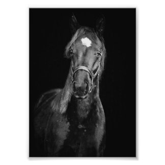 StarGazer Farm Foal & Horse Pictures Photo Print
