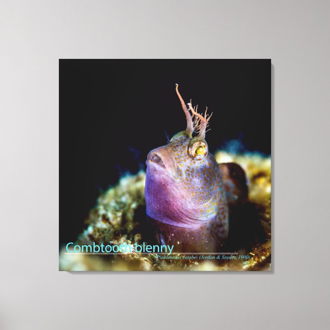 Stargazer from underwater canvas print (Front)