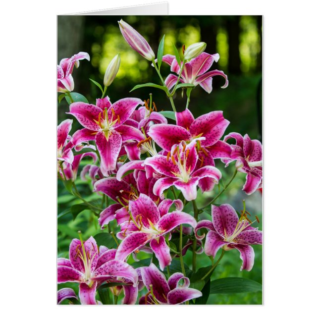 Stargazer Lilies (Front)