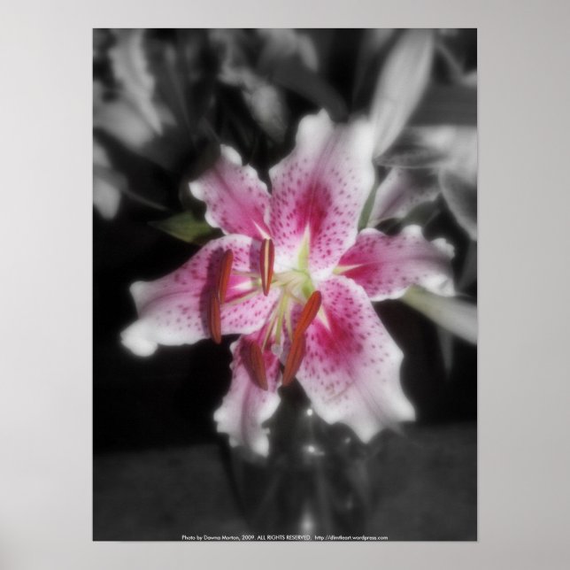 stargazer lilies #3 poster (Front)
