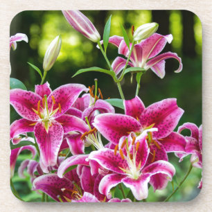 Stargazer Lilies Coaster