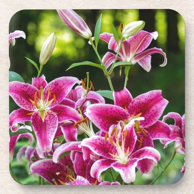 Stargazer Lilies Coaster (Front)