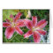 Stargazer Lilies Garden Floral