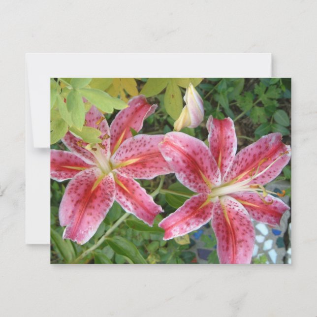 Stargazer Lilies Garden Floral (Front)