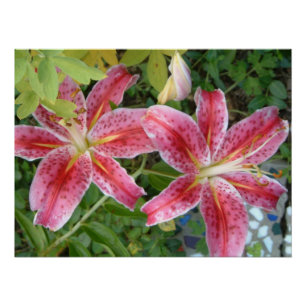 Stargazer Lilies Garden Floral Poster