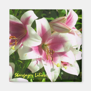 Stargazer Lilies Magnet