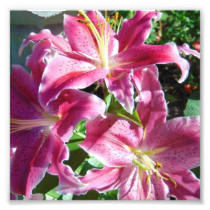 stargazer lilies photo print