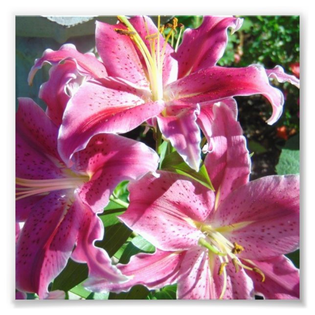 stargazer lilies photo print (Front)