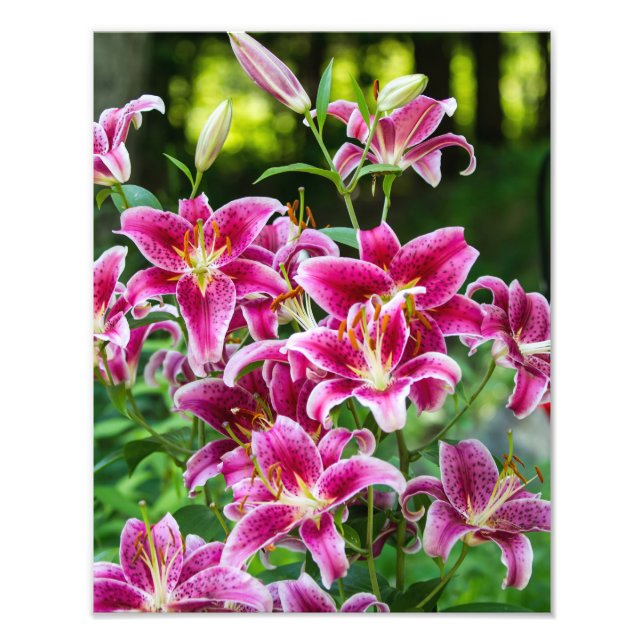 Stargazer Lilies Photo Print (Front)