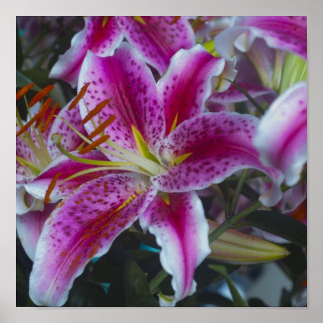 Stargazer Lilies Pink & Magenta Poster (Front)