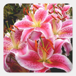 "Stargazer" Lilies Square Sticker