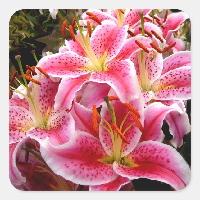 "Stargazer" Lilies Square Sticker (Front)
