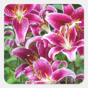 Stargazer Lilies Square Sticker