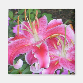 Stargazer Lilly Magnet