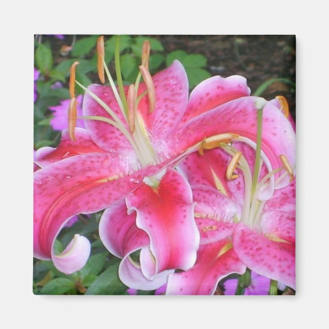 Stargazer Lilly Magnet (Front)
