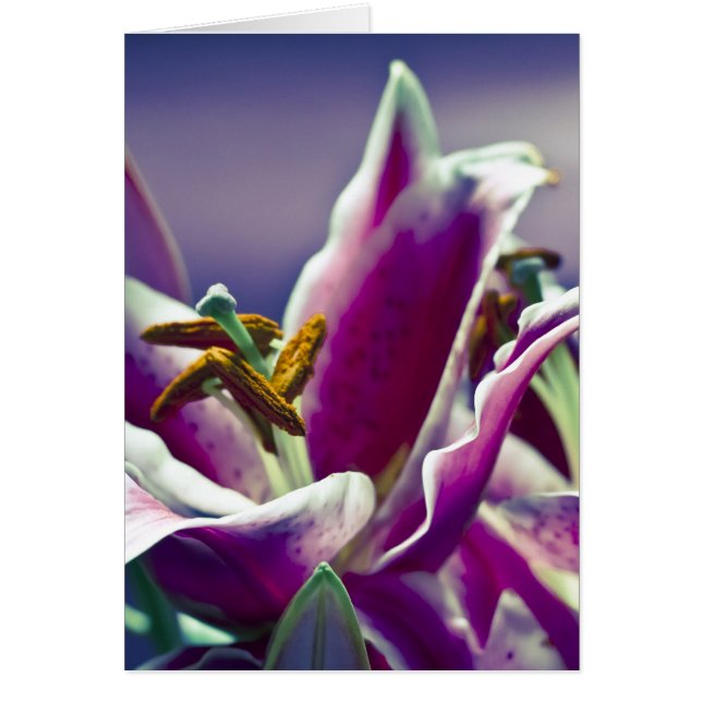 Stargazer Lily (Front)