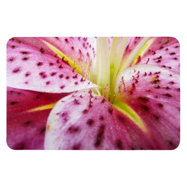 Stargazer Lily Bright Magenta Floral Magnet (Horizontal)