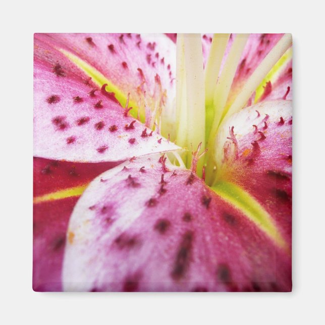 Stargazer Lily Bright Magenta Floral Magnet (Front)