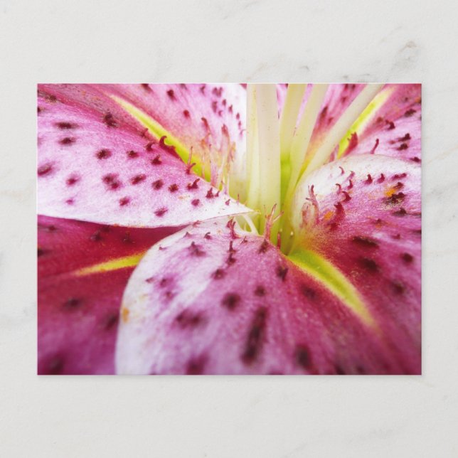 Stargazer Lily Bright Magenta Floral Postcard (Front)
