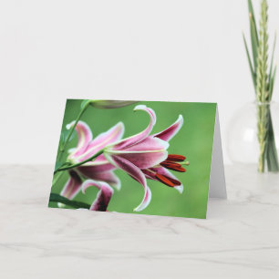 Stargazer lily card