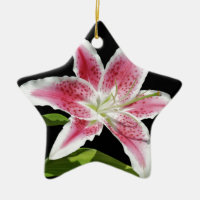 Stargazer Lily