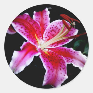 Stargazer Lily Classic Round Sticker