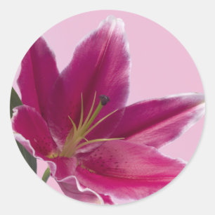 Stargazer Lily Classic Round Sticker