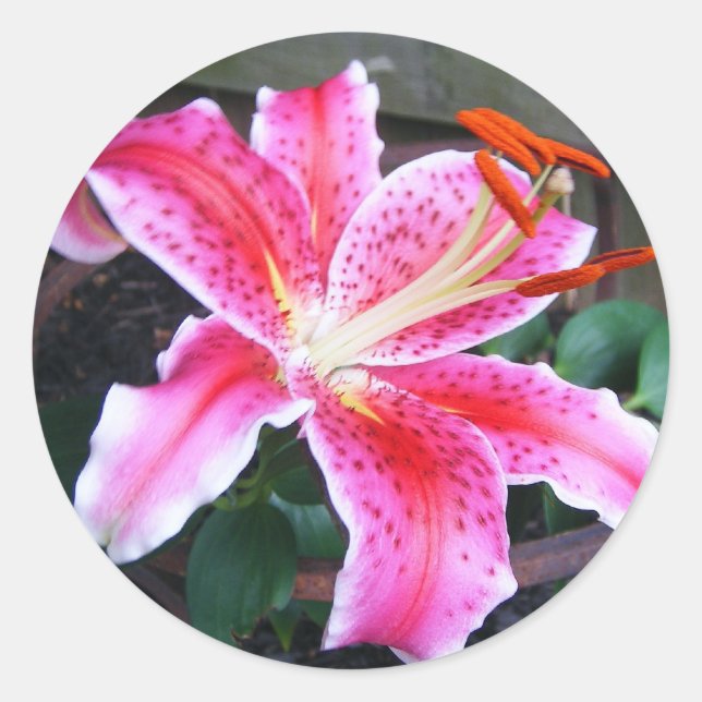 Stargazer Lily Classic Round Sticker (Front)