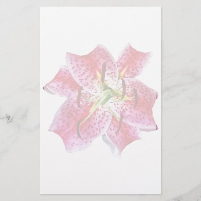Stargazer Lily Closeup (Front)