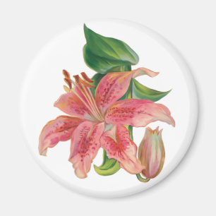 Stargazer Lily Magnet