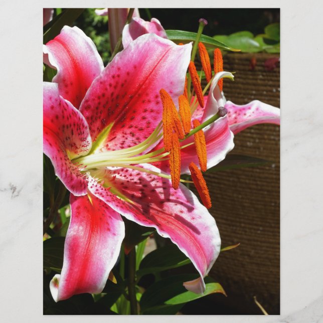 Stargazer Lily Photograph (Front)