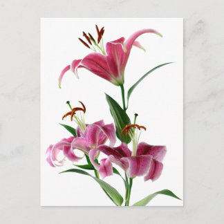 Stargazer Lily Postcard