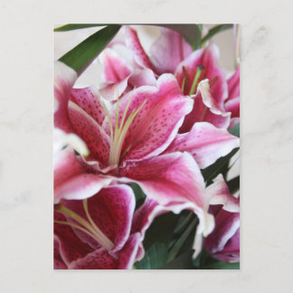 Stargazer Lily Postcard