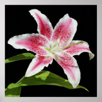 Stargazer Lily