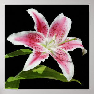 Stargazer Lily Poster