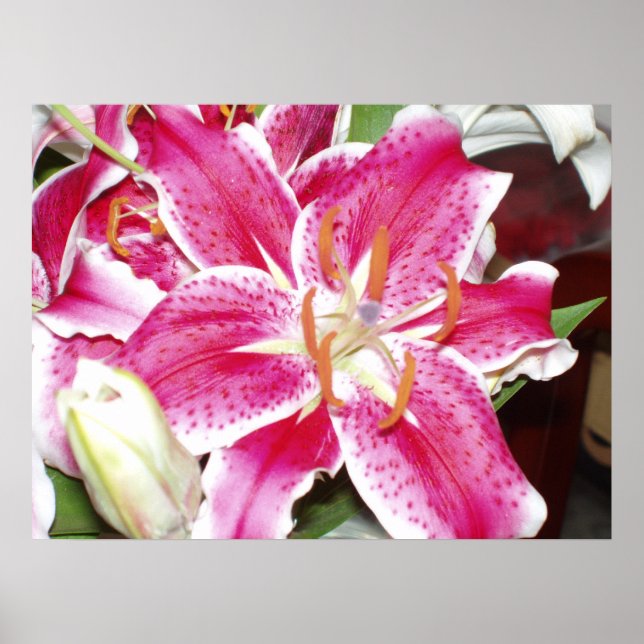 Stargazer Lily Print (Front)
