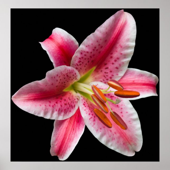 Stargazer Lily Print (Front)