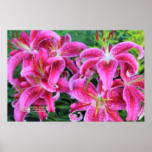 Stargazer Pink Oriental Late Summer Lilies Poster