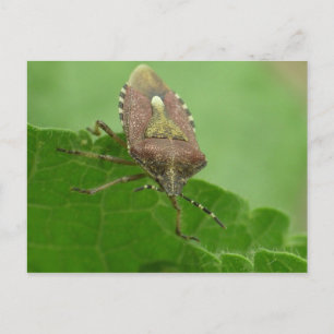 Staring at me? postcard